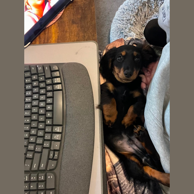 Photo of Arlo   12 Week Old Miniature Dachshund
