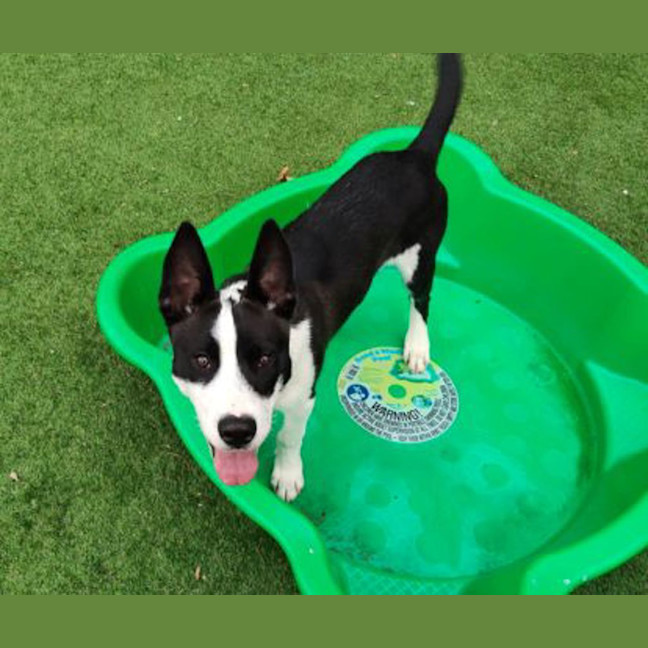 Photo of Ziggy