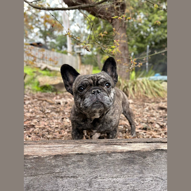 Photo of Olive