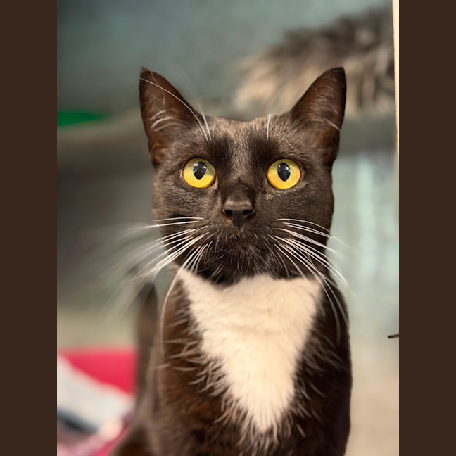 Photo of Pepper