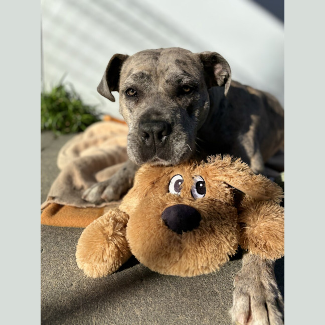 Photo of Otter 