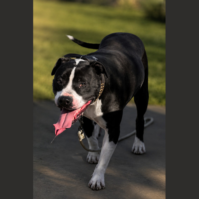 Photo of Maverick