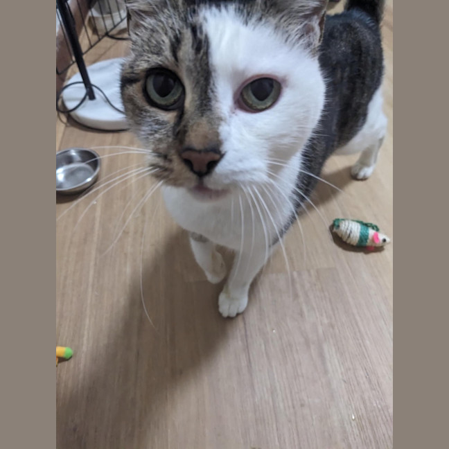 Photo of Ziggy Stardust ⚡️