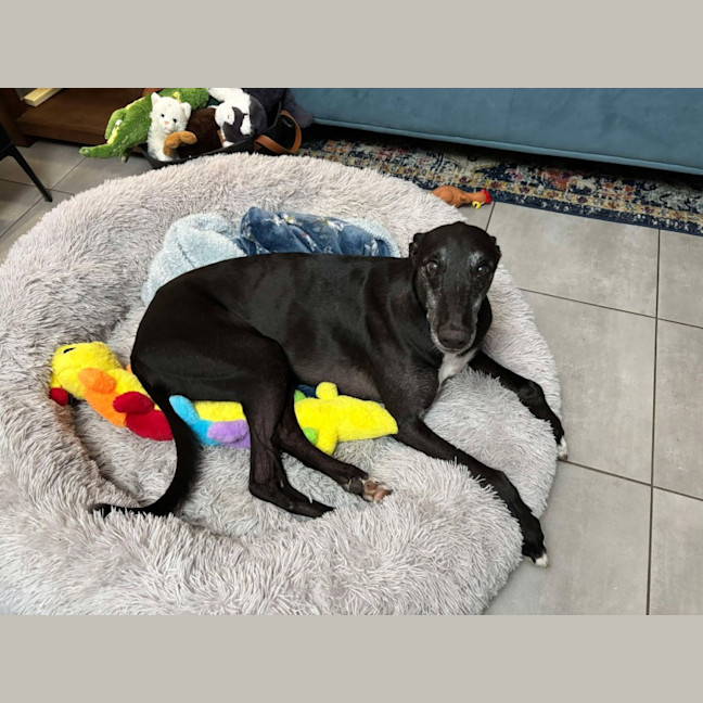 Photo of Aussie, The Greyhound