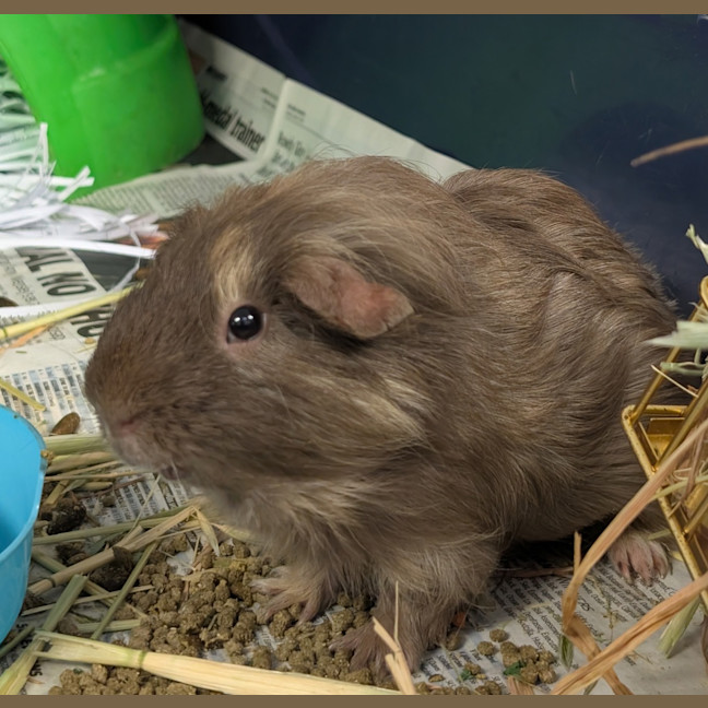 Photo of Rat