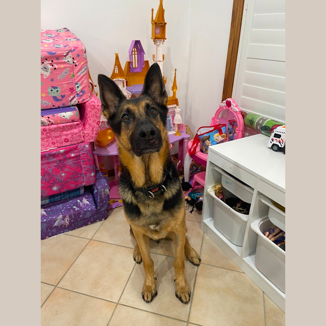 Photo of Maxamillion (Max)