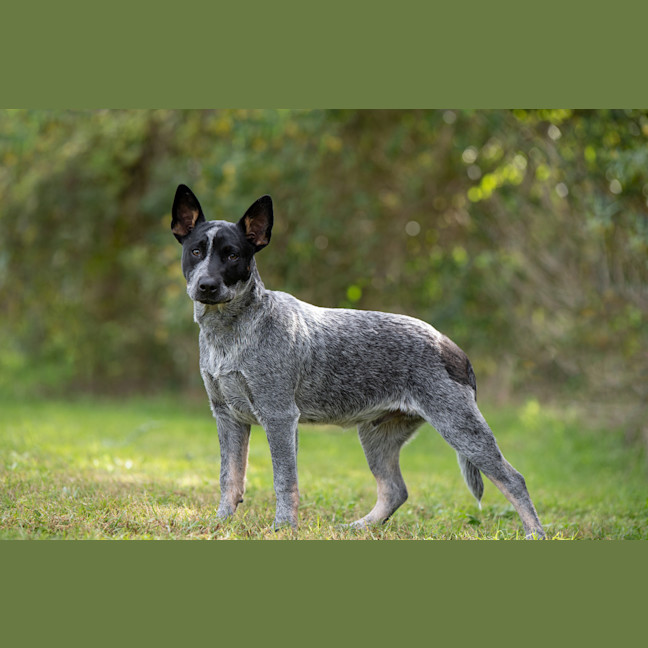 Photo of Rocket