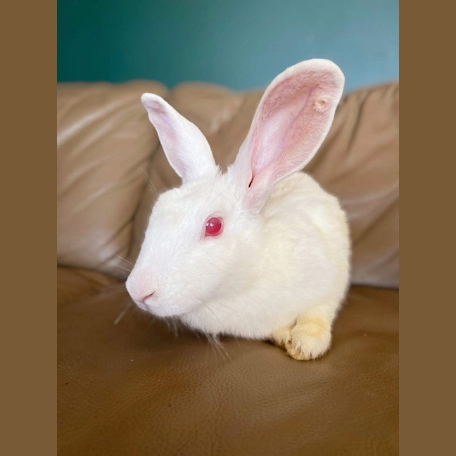Photo of Coconut And Muesli