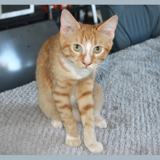 Photo of Gizmo