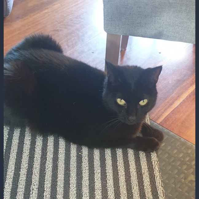 Photo of Bixie