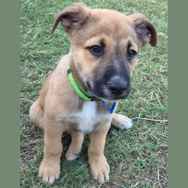 Photo of Simba