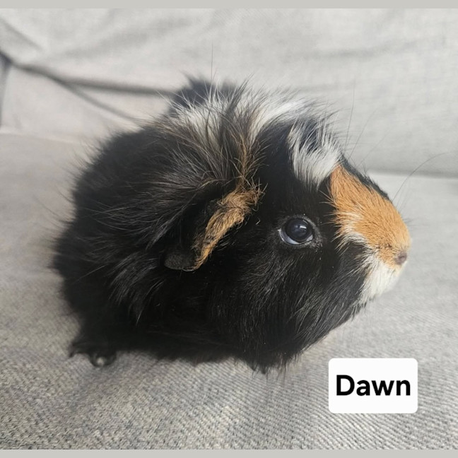 Photo of Dawn