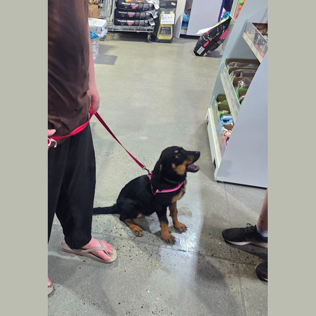 Photo of Gracie   4 Month Old Rottweiler X Shepherd 
