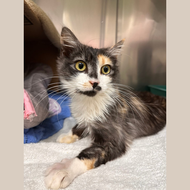Photo of Delilah