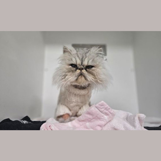 Photo of Pearl