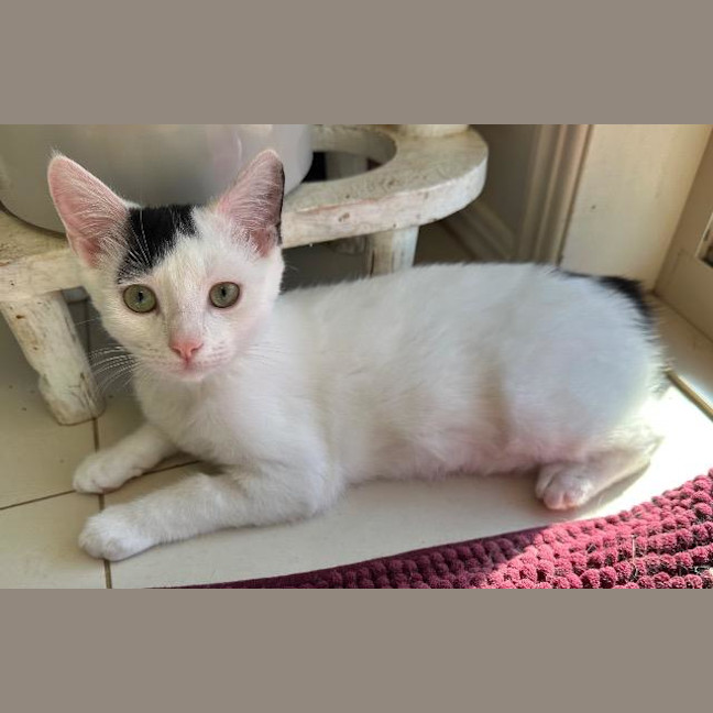 Photo of Humphrey