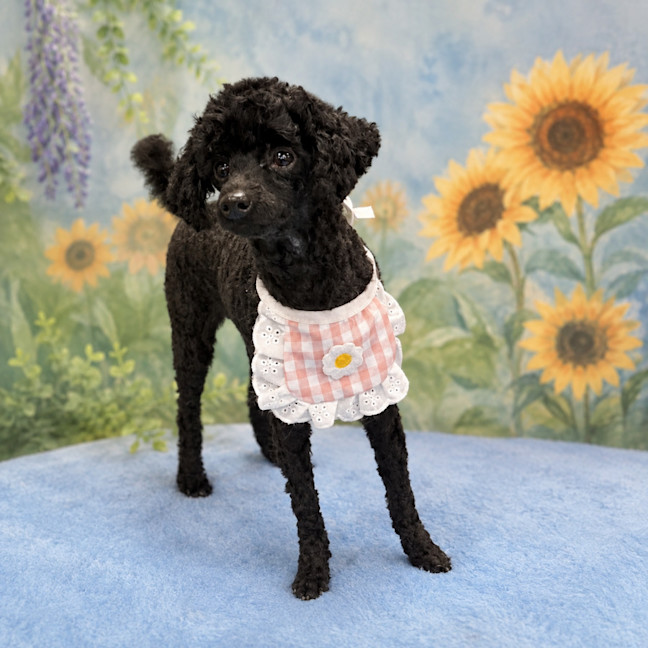 Photo of Missy