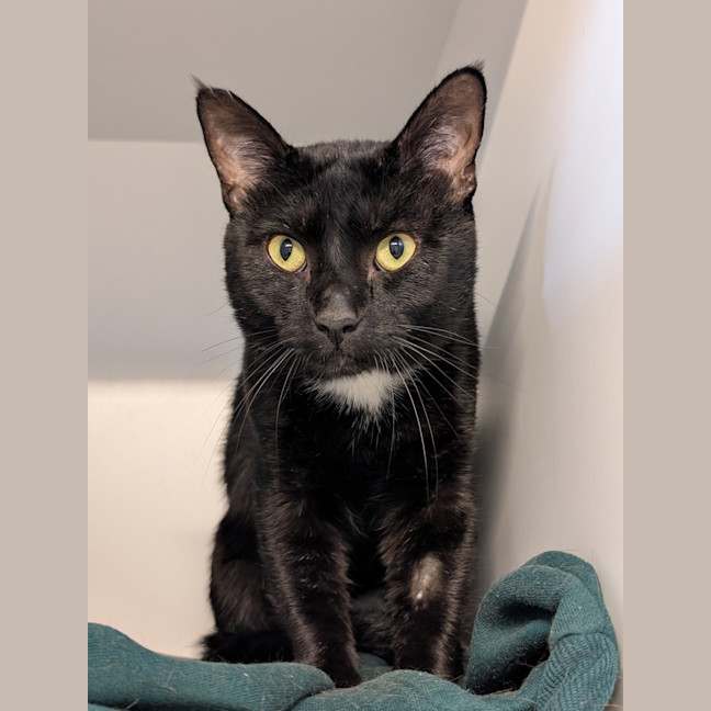 Photo of Sylvester 