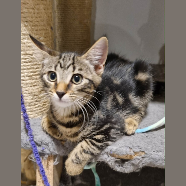 Photo of Gypsy
