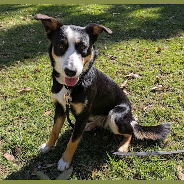 Photo of Angus