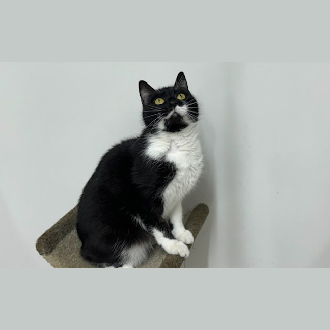 Photo of Salem