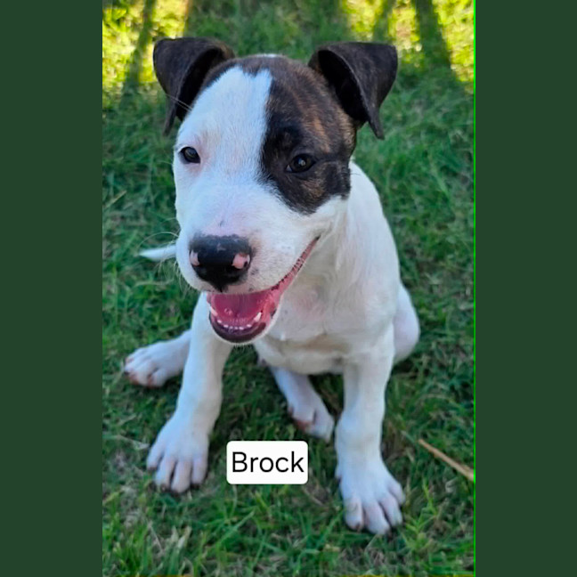 Photo of Brock