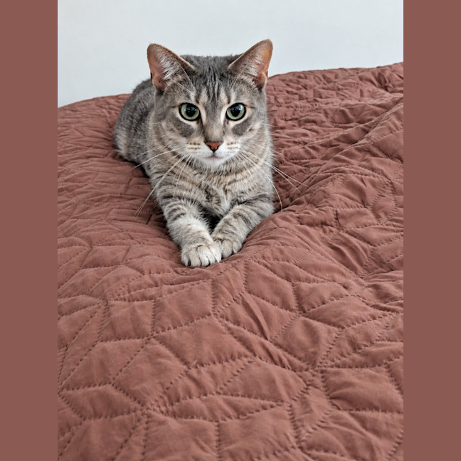 Photo of Biscotti