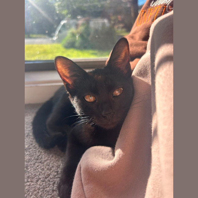 Photo of Ava   4 Month Old Domestic Short Hair