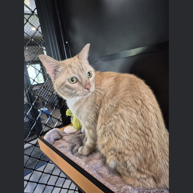Photo of Hula