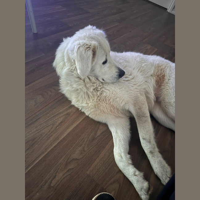 Photo of Lyra