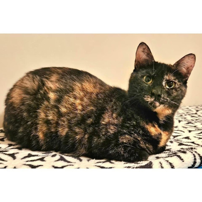 Photo of 10595   Moxi