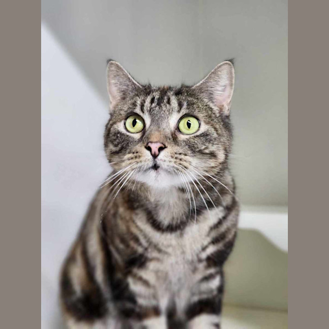 Photo of 🍧 Queenie 5290 🍧