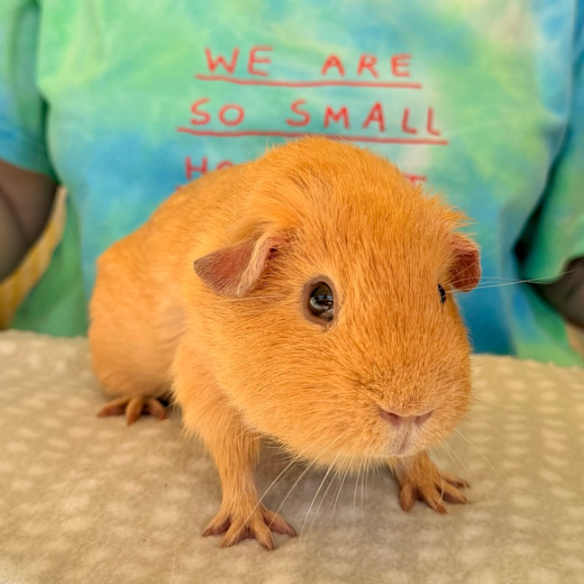 Photo of Peanut