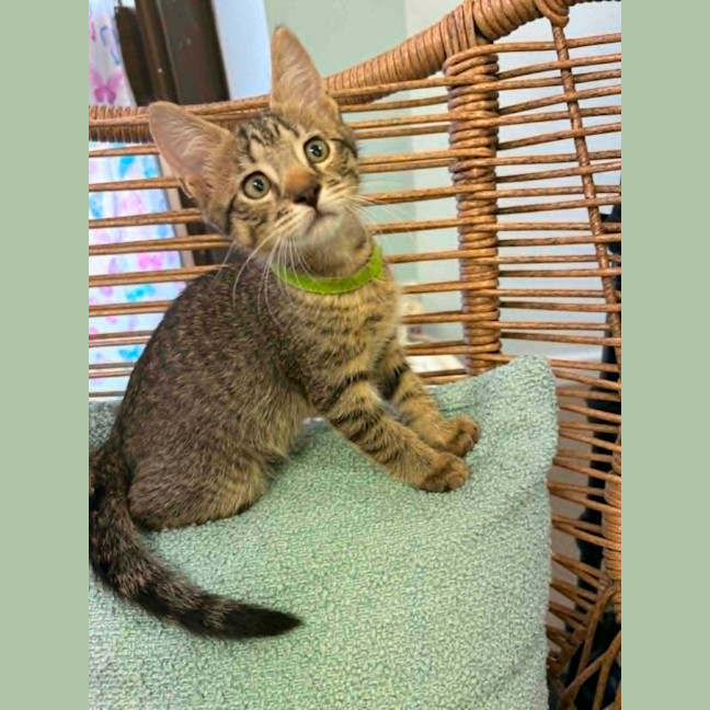 Photo of Milo