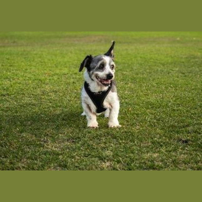 Photo of Gizmo Peggotty