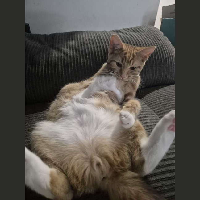 Photo of Simba