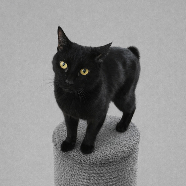Photo of Mr Miyagi