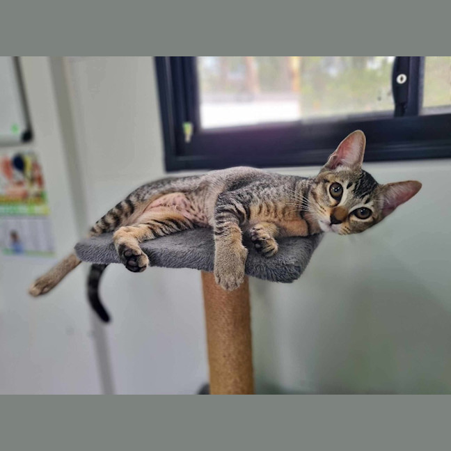 Photo of Cookie