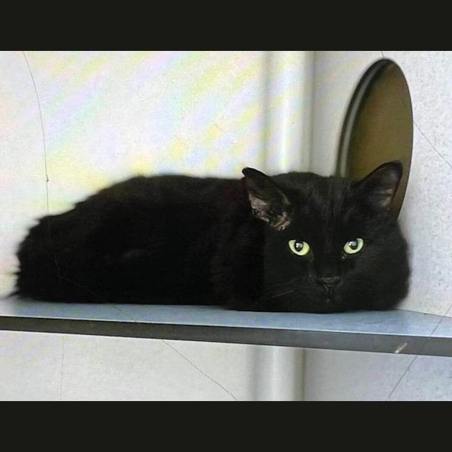 Photo of Sirius