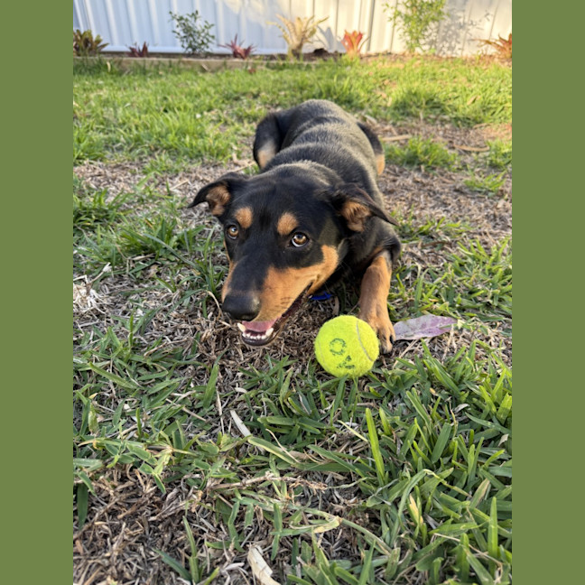 Photo of Rasem   10 Month Old Kelpie