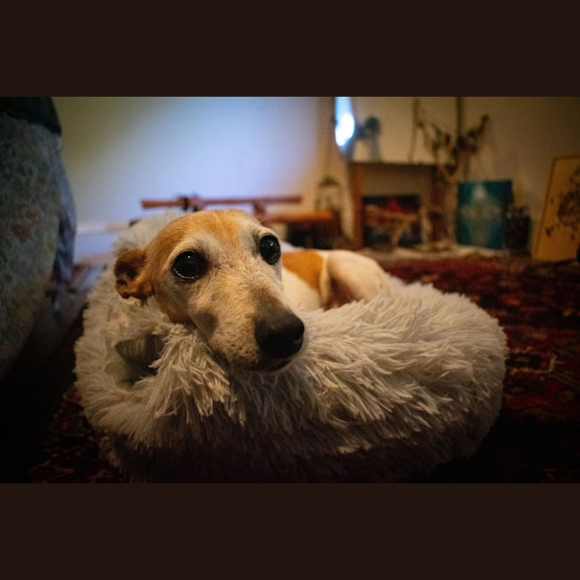 Photo of Ru Ru   9 Year Old Tenterfield Terrier