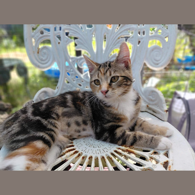 Photo of Angel