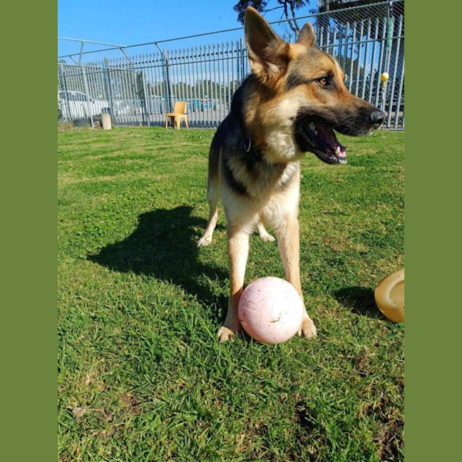 Photo of Wolfie
