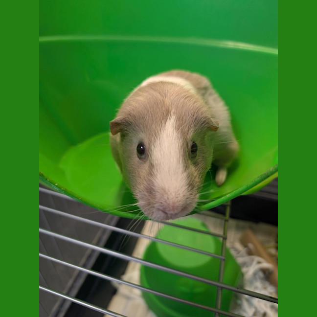Photo of Croissant