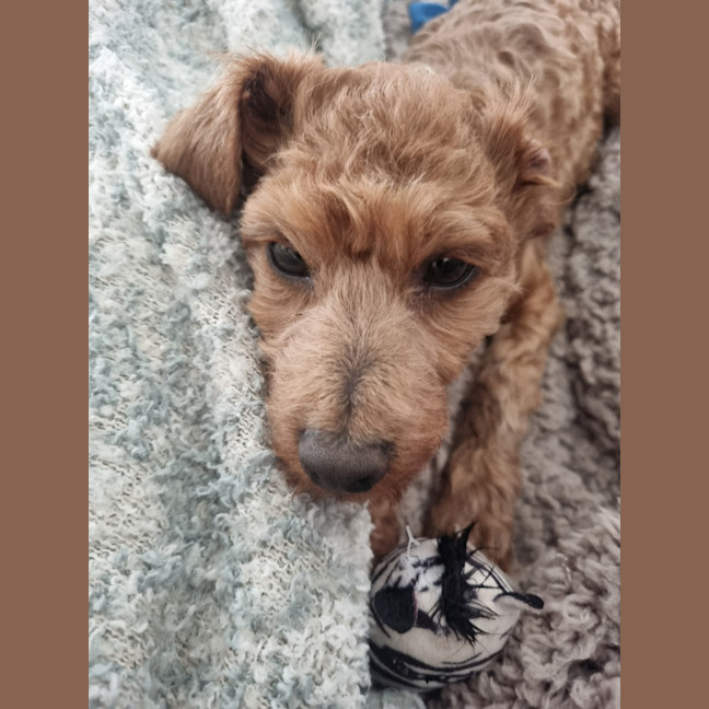 Photo of Dewey   4 Month Old Toy Poodle
