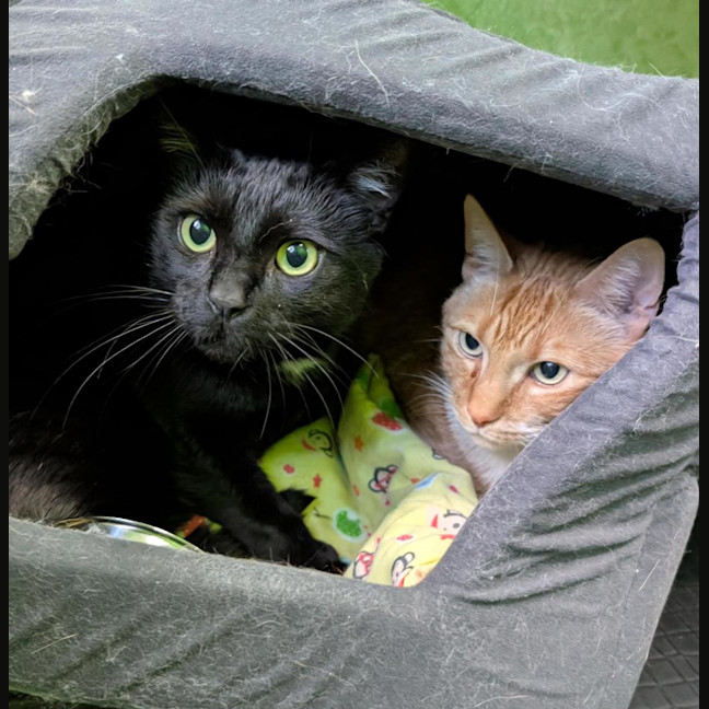 Photo of Charlie (Bonded With Timmy)