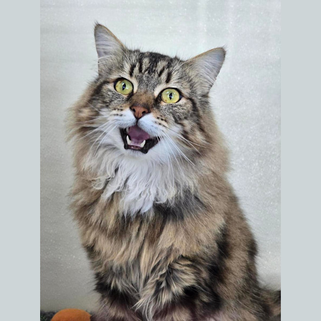 Photo of 🫏 Noni 6793 🫏