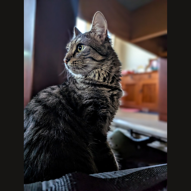 Photo of Daisy