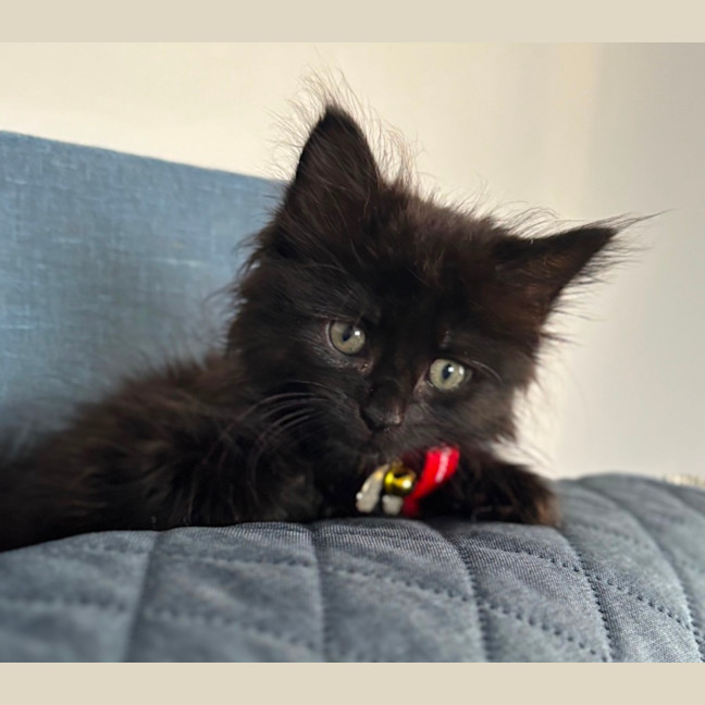 Photo of Lavakite   ( Fluffy)