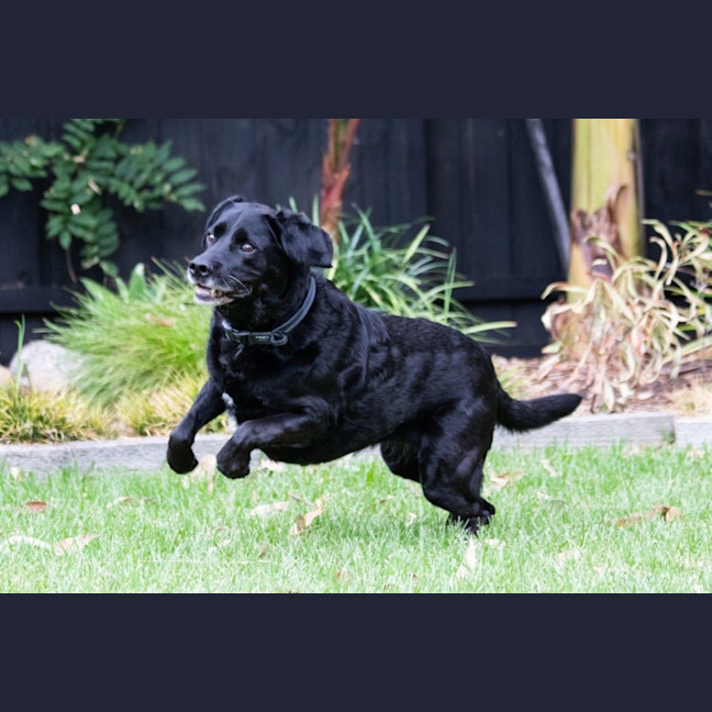 Photo of Tetley Valenti